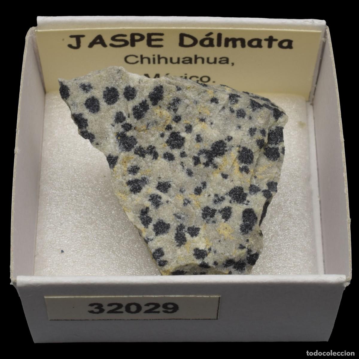 Coleccionismo de minerales: JASPE Dalmata (Chihuahua, Mexico) #32029