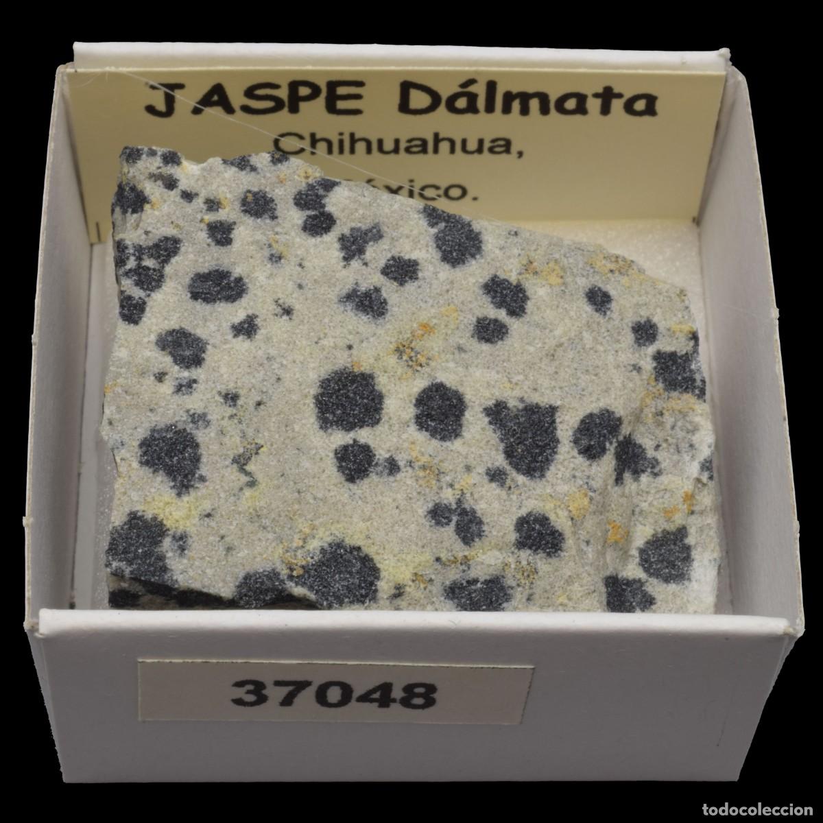 Coleccionismo de minerales: JASPE Dalmata (Chihuahua, Mexico) #37048