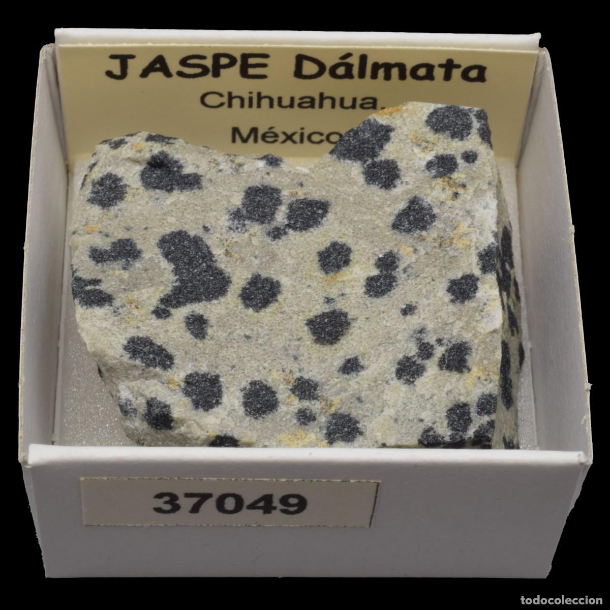 Coleccionismo de minerales: JASPE Dalmata (Chihuahua, Mexico) #37049