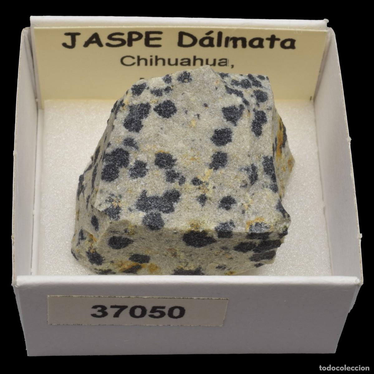 Coleccionismo de minerales: JASPE Dalmata (Chihuahua, Mexico) #37050