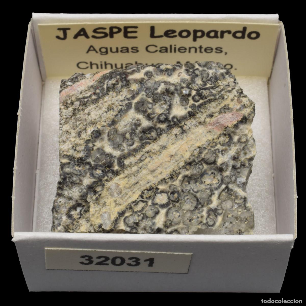 Coleccionismo de minerales: JASPE Leopardo (Aguas Calientes, Chihuahua, Mexico) #32031