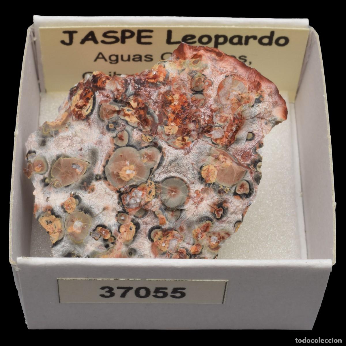 Coleccionismo de minerales: JASPE Leopardo (Aguas Calientes, Chihuahua, Mexico) #37055