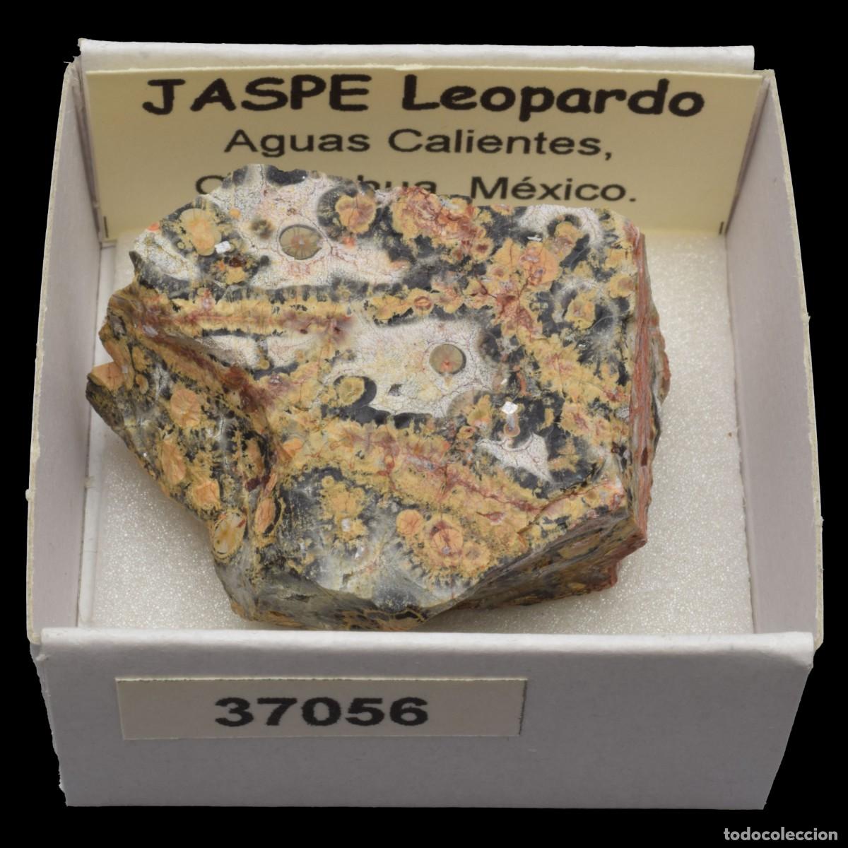 Coleccionismo de minerales: JASPE Leopardo (Aguas Calientes, Chihuahua, Mexico) #37056