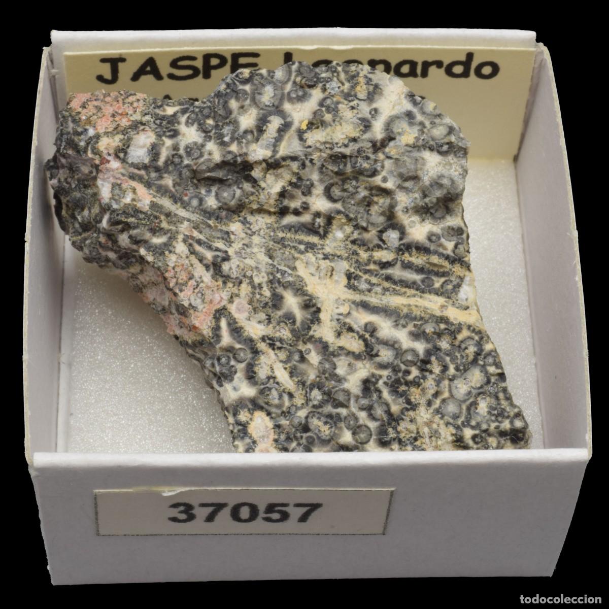 Coleccionismo de minerales: JASPE Leopardo (Aguas Calientes, Chihuahua, Mexico) #37057