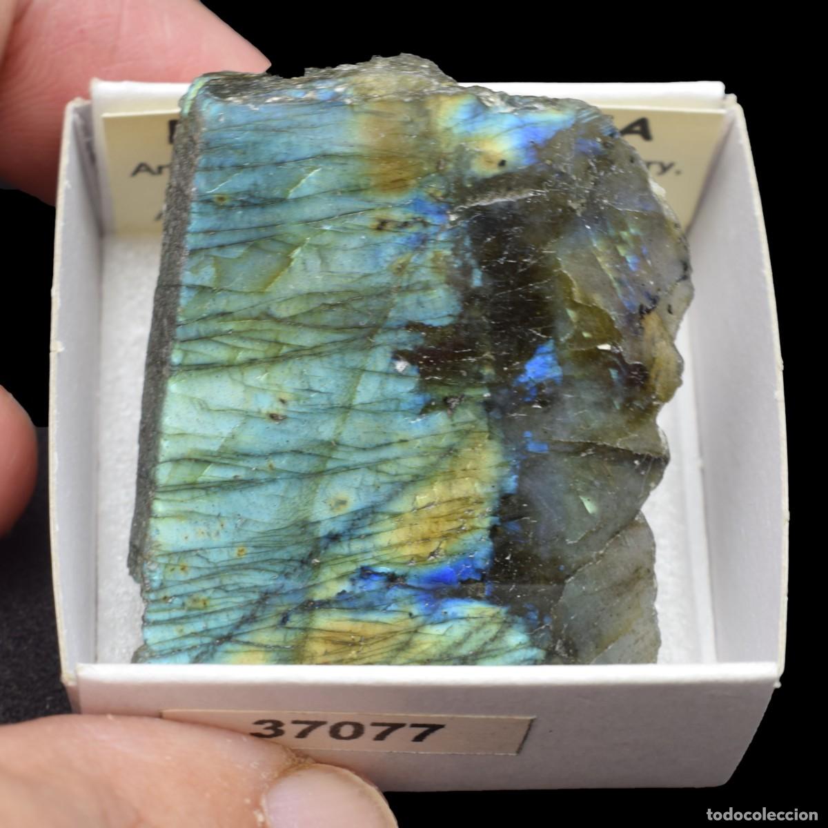 Coleccionismo de minerales: LABRADORITA Pulida (Antsohamamy Labradorite quarry, Fotadrevo, Ampanihy Dist, Madagascar) #37077