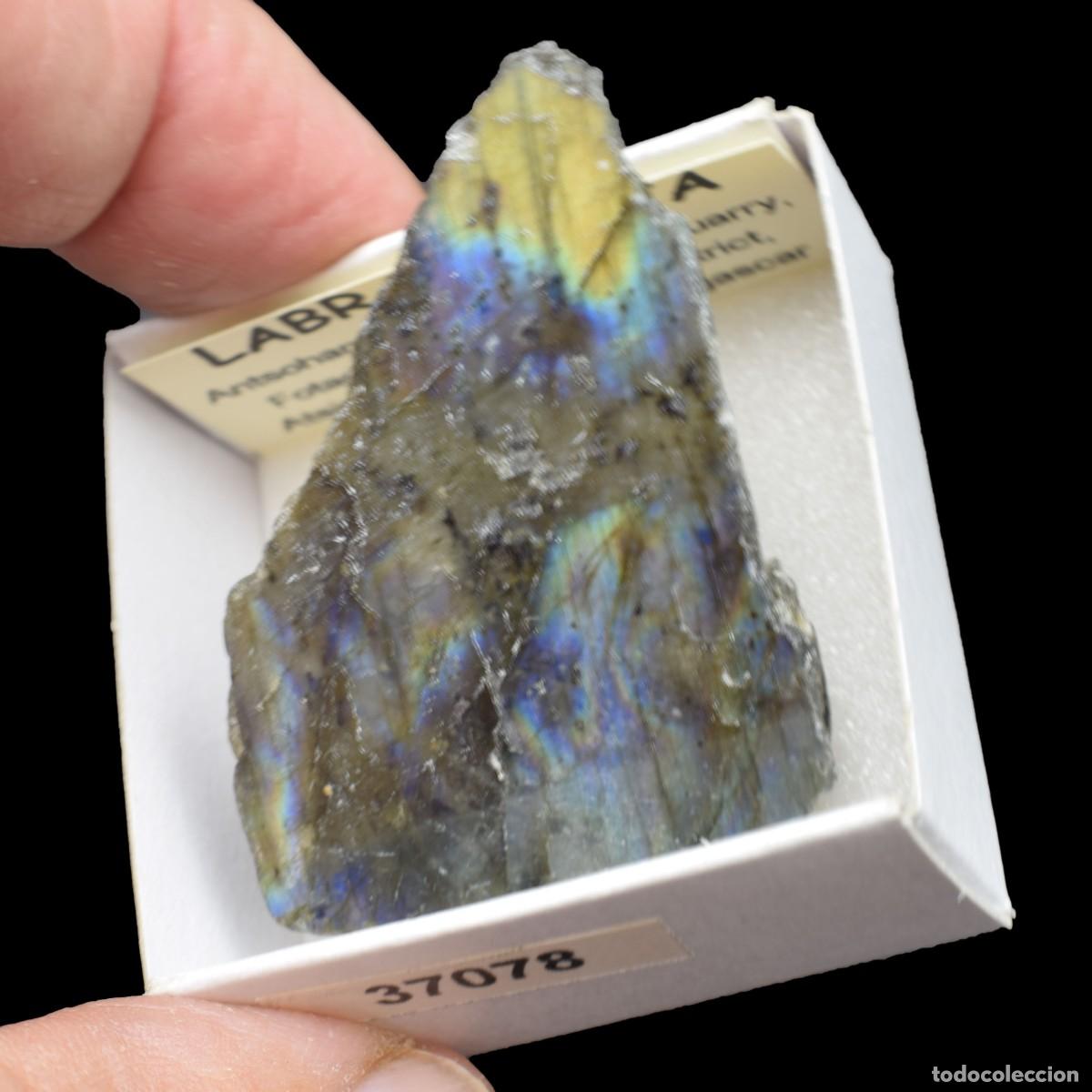 Coleccionismo de minerales: LABRADORITA Pulida (Antsohamamy Labradorite quarry, Fotadrevo, Ampanihy Dist, Madagascar) #37078