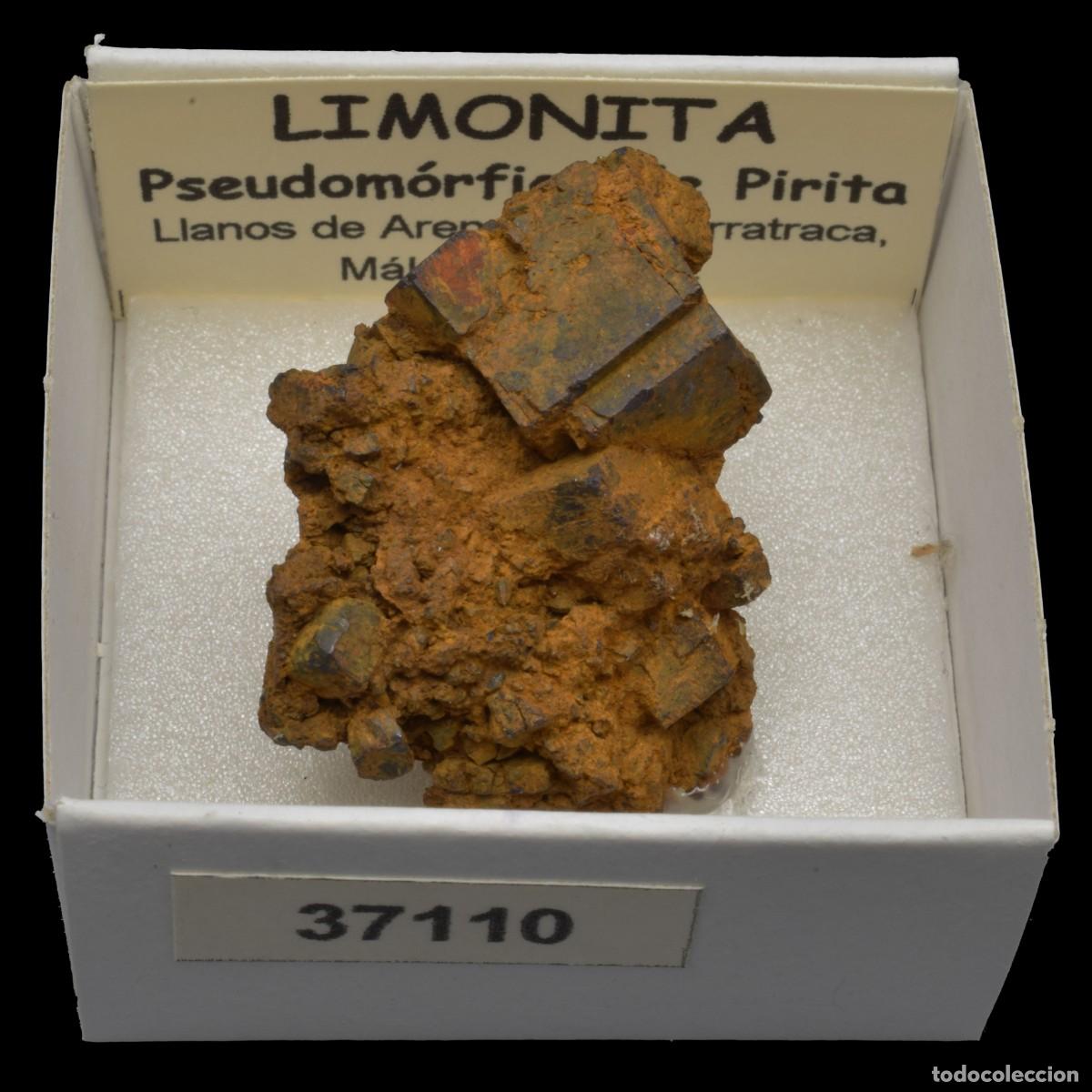 Collectionnisme de min&eacute;raux: LIMONITA pseudomorfica de pirita (Llanos de Arenalejos, Carratraca, Malaga, Espa&ntilde;a) #37110