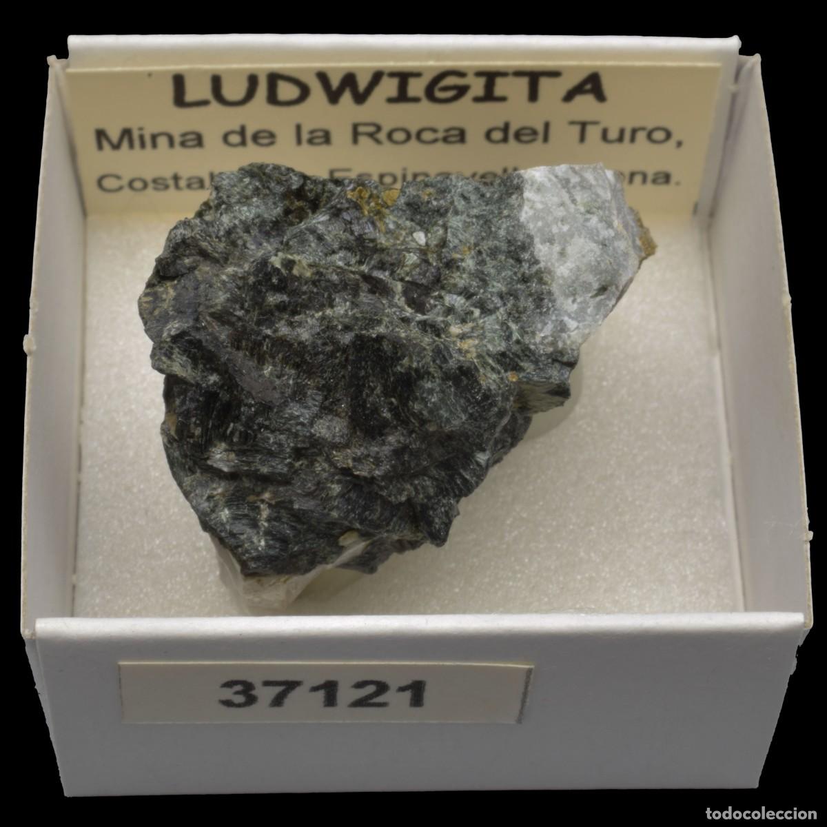 Collectionnisme de min&eacute;raux: LUDWIGITA (Mina de la Roca del Turo, Costabona, Girona, Espa&ntilde;a) #37121