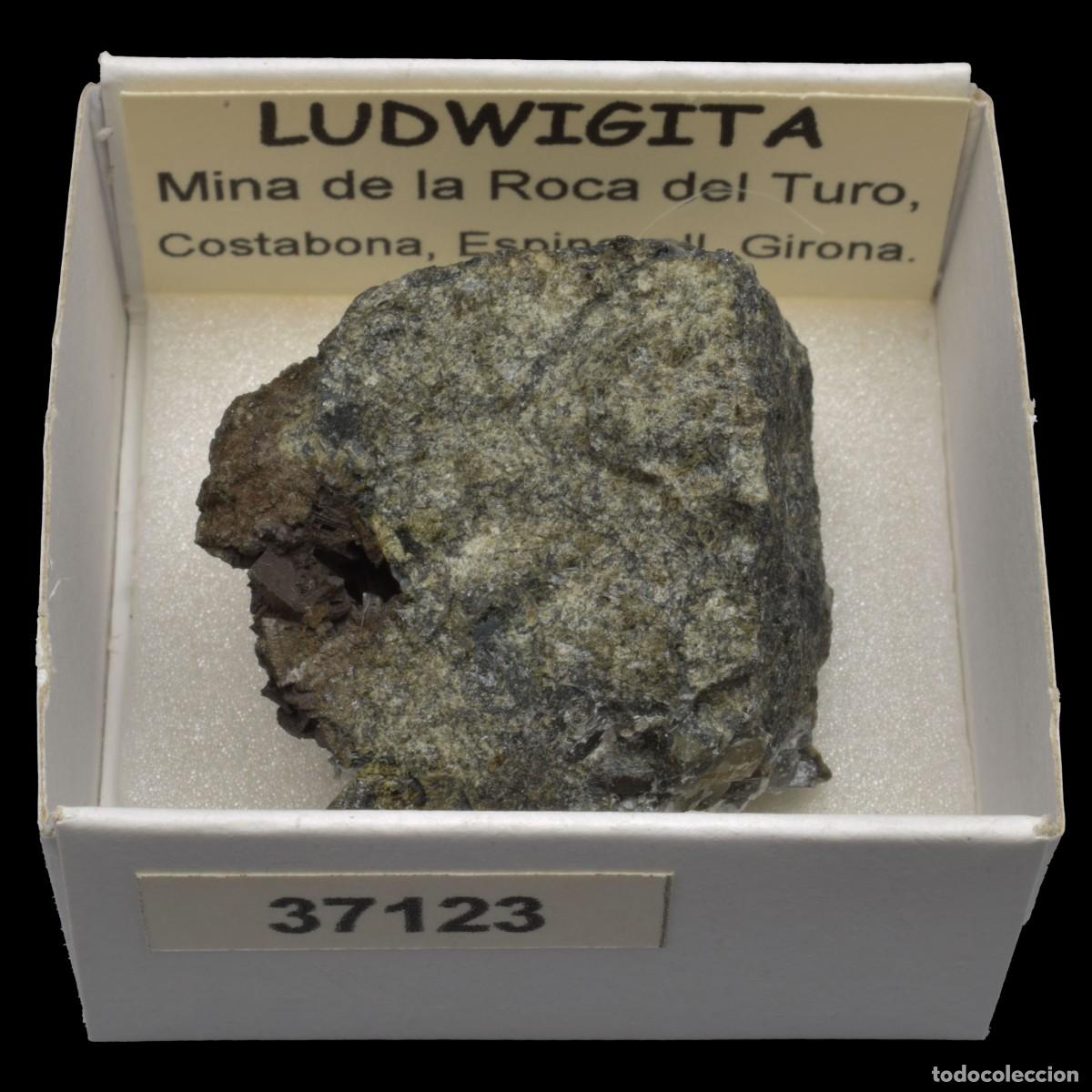 Collectionnisme de min&eacute;raux: LUDWIGITA (Mina de la Roca del Turo, Costabona, Girona, Espa&ntilde;a) #37123