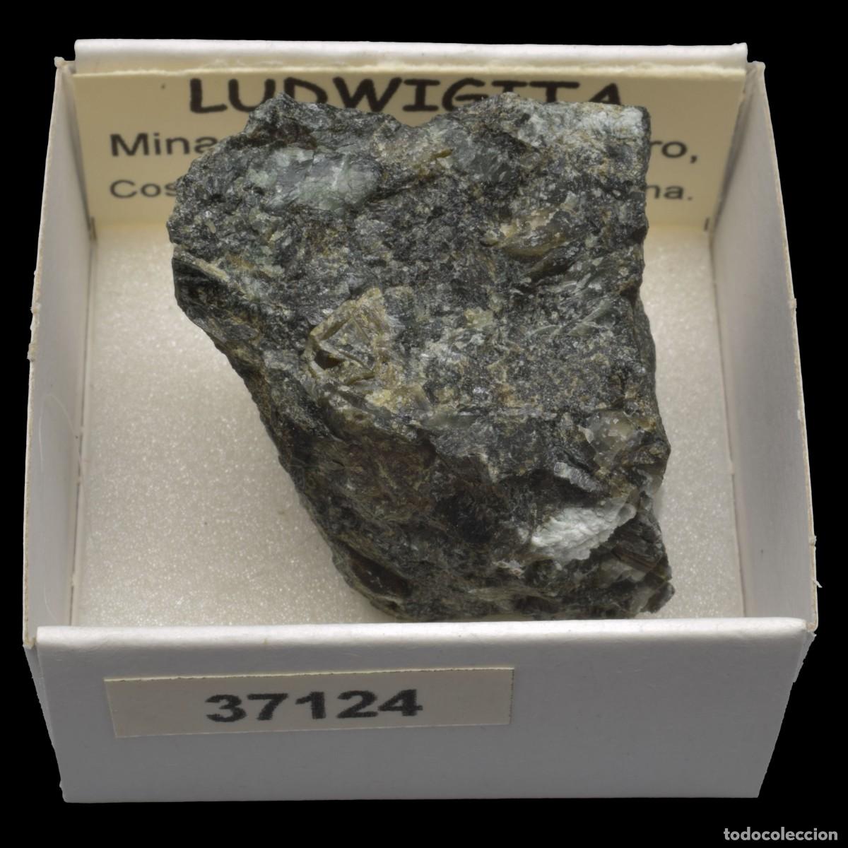 Collectionnisme de min&eacute;raux: LUDWIGITA (Mina de la Roca del Turo, Costabona, Girona, Espa&ntilde;a) #37124