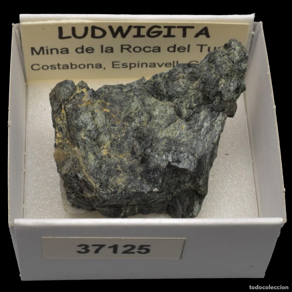 Collectionnisme de min&eacute;raux: LUDWIGITA (Mina de la Roca del Turo, Costabona, Girona, Espa&ntilde;a) #37125