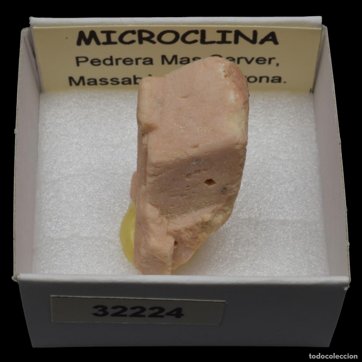 Coleccionismo de minerales: MICROCLINA xx (Pedrera Mas Server, Massabe, Sils, Girona, Espa&ntilde;a) #32224