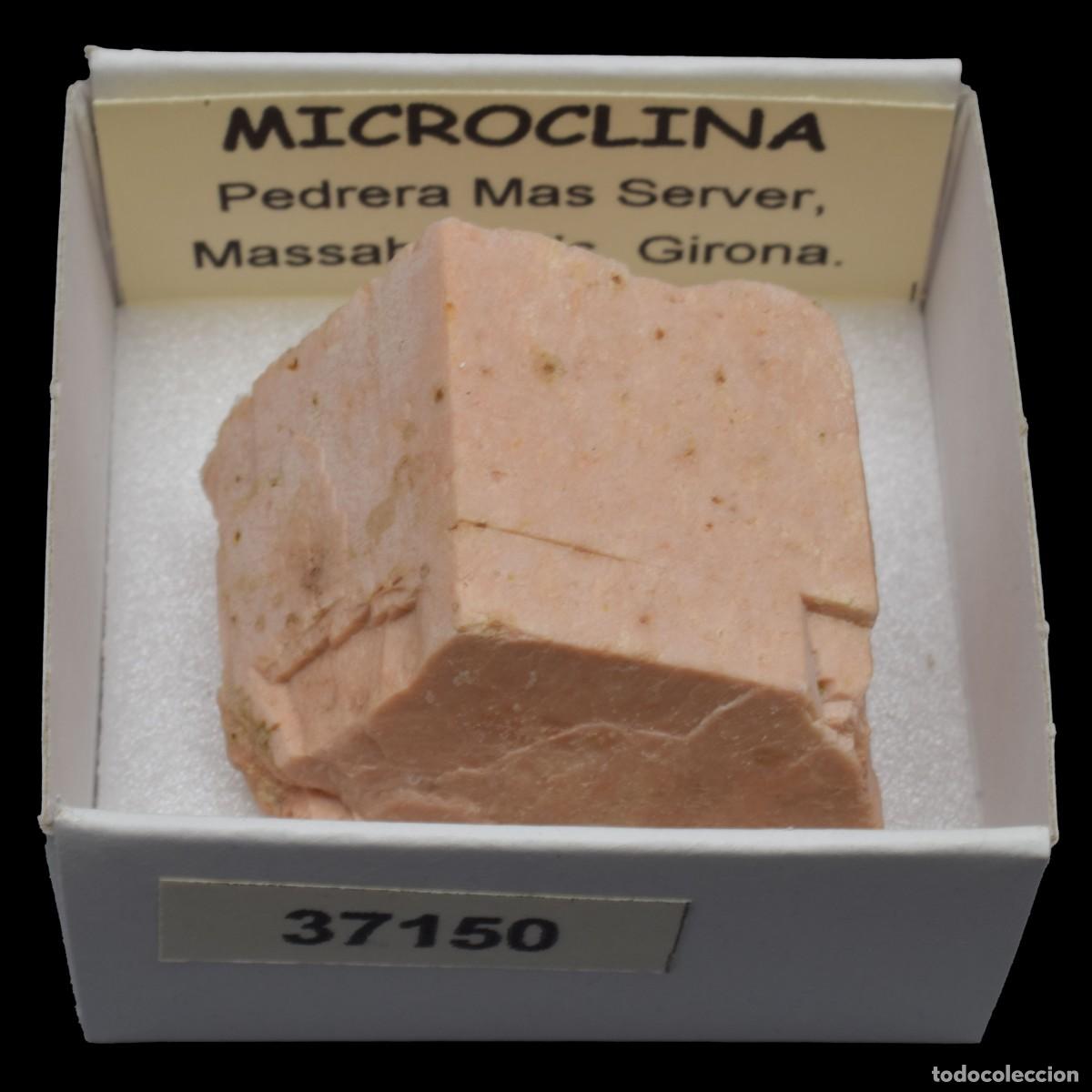 Coleccionismo de minerales: MICROCLINA xx (Pedrera Mas Server, Massabe, Sils, Girona, Espa&ntilde;a) #37150