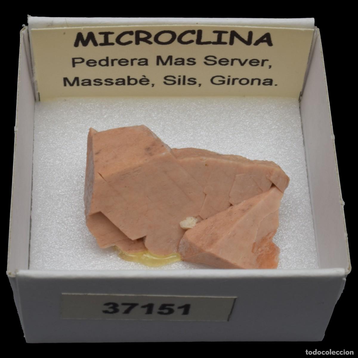 Coleccionismo de minerales: MICROCLINA xx (Pedrera Mas Server, Massabe, Sils, Girona, Espa&ntilde;a) #37151