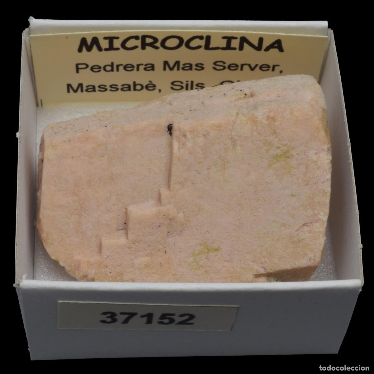 Coleccionismo de minerales: MICROCLINA xx (Pedrera Mas Server, Massabe, Sils, Girona, Espa&ntilde;a) #37152