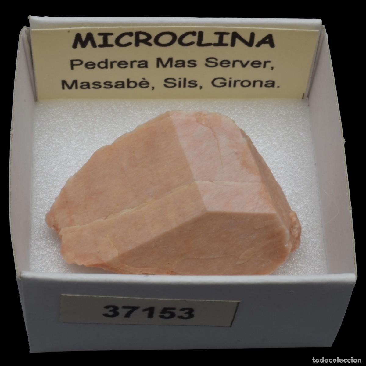 Coleccionismo de minerales: MICROCLINA xx (Pedrera Mas Server, Massabe, Sils, Girona, Espa&ntilde;a) #37153