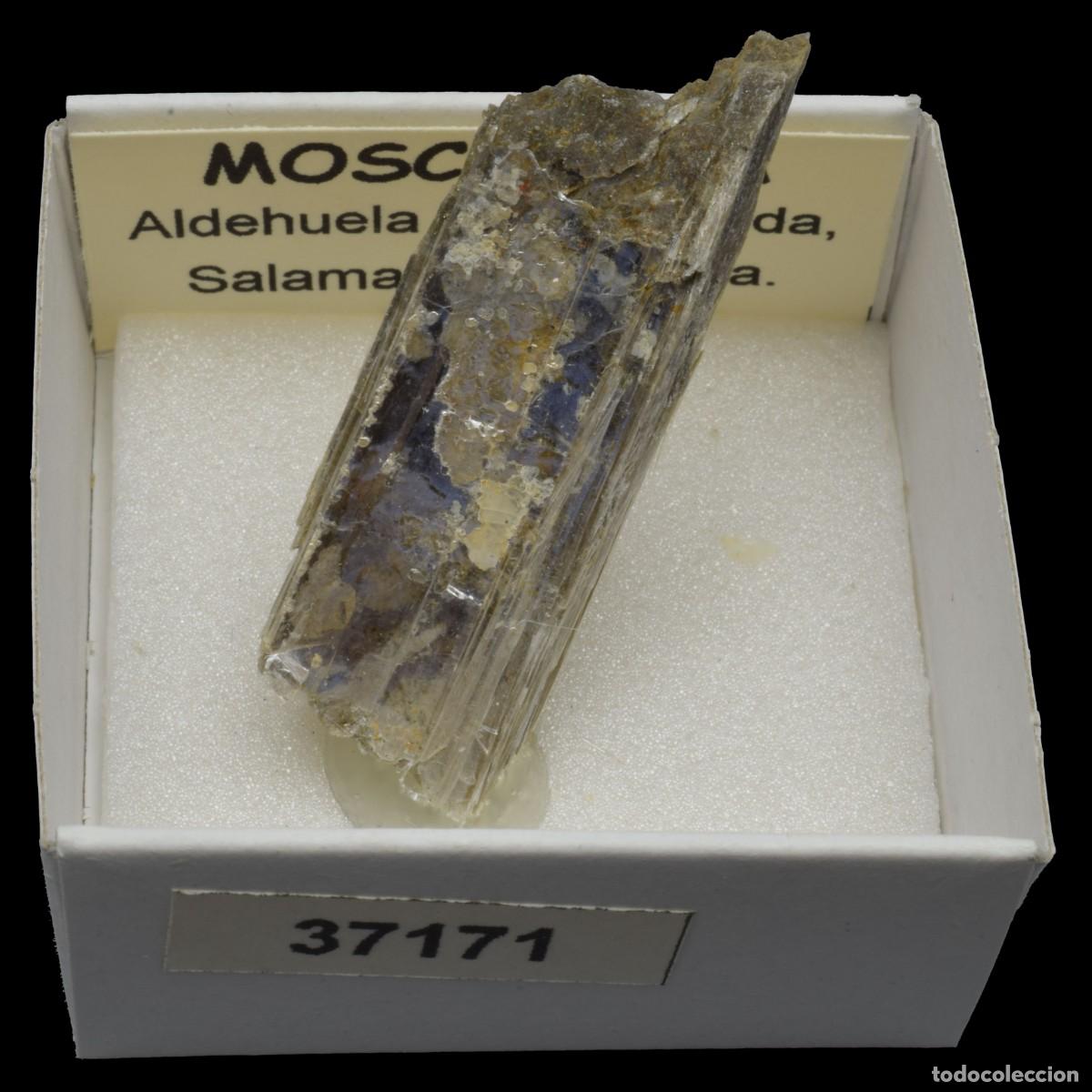 Coleccionismo de minerales: MOSCOVITA (Aldehuela de la Boveda, Salamanca, Espa&ntilde;a) #37171
