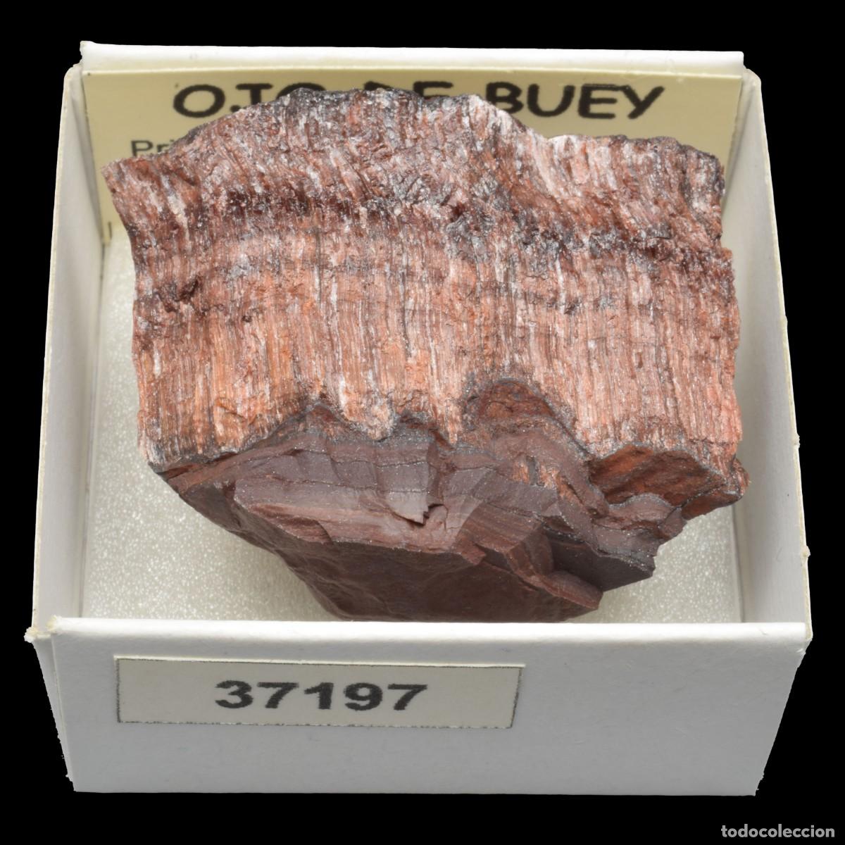 Collezionismo di minerali: OJO DE BUEY (Prieska, Siyathemba loal Minicip., Northern Cape, Sudafrica) #37197