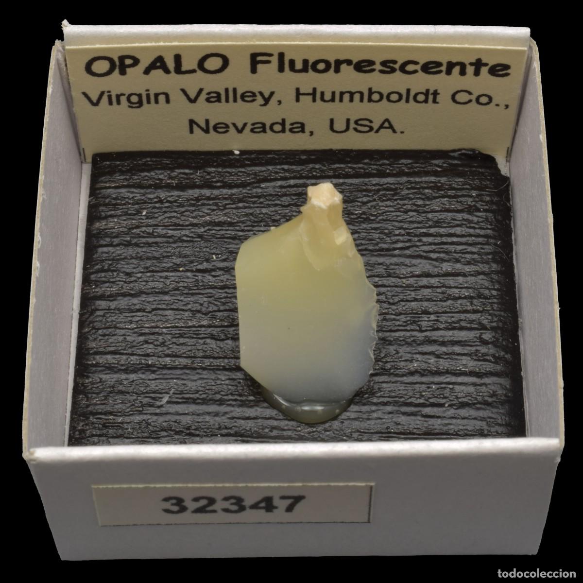 Collezionismo di minerali: OPALO Fluorescente (Virgin Valley, Humboldt Co., Nevada, USA) #32347