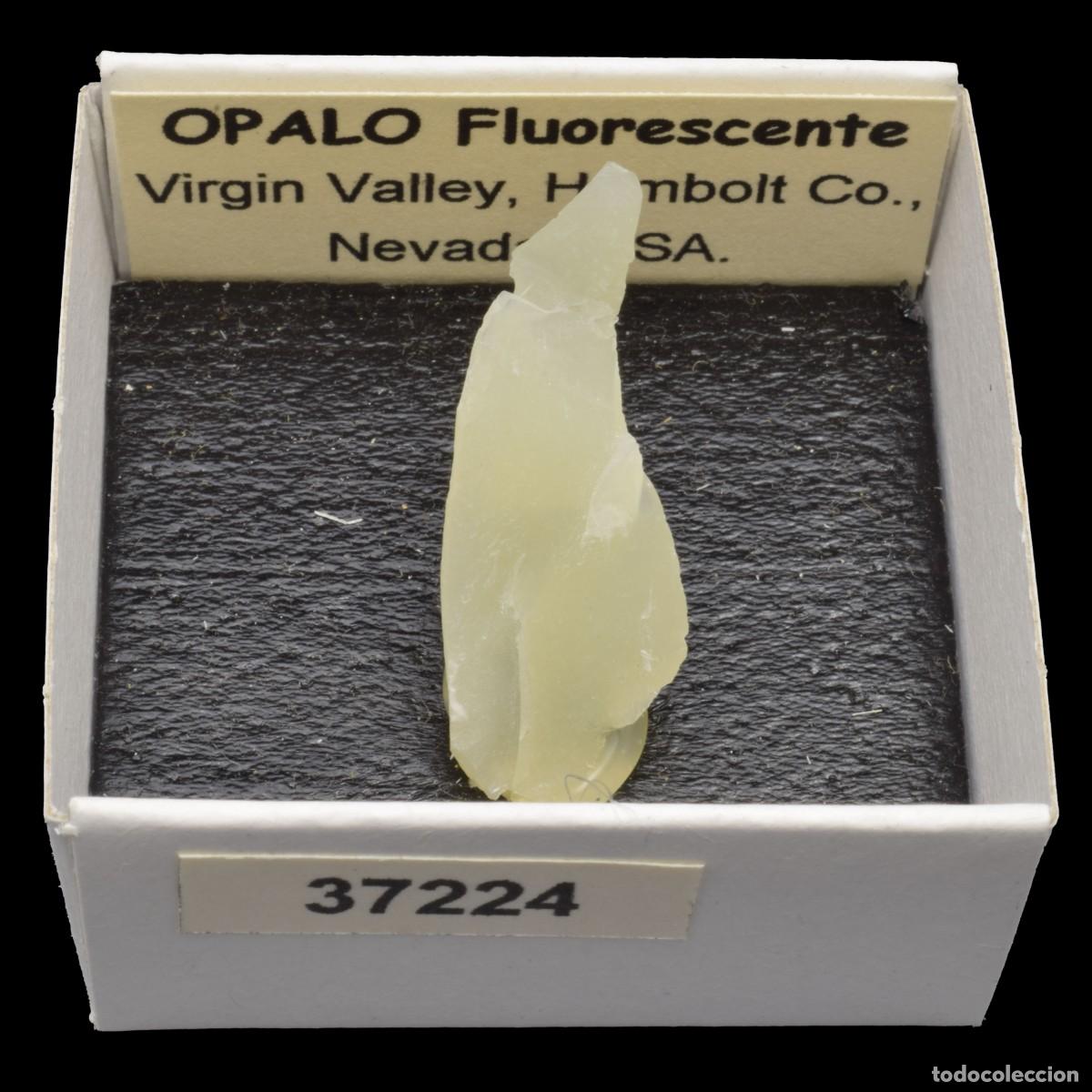 Collezionismo di minerali: OPALO Fluorescente (Virgin Valley, Humboldt Co., Nevada, USA) #37224