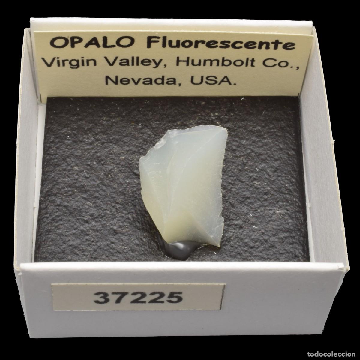 Collezionismo di minerali: OPALO Fluorescente (Virgin Valley, Humboldt Co., Nevada, USA) #37225