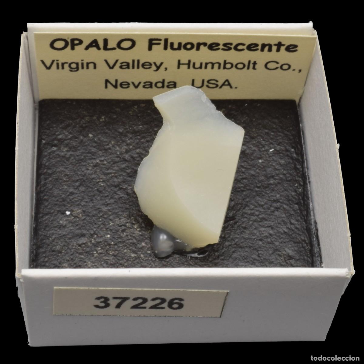Collezionismo di minerali: OPALO Fluorescente (Virgin Valley, Humboldt Co., Nevada, USA) #37226