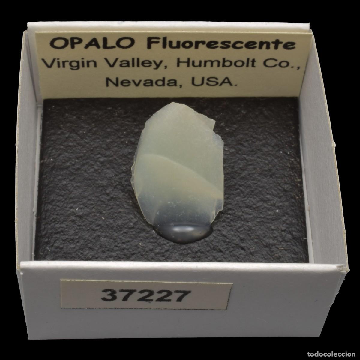 Collezionismo di minerali: OPALO Fluorescente (Virgin Valley, Humboldt Co., Nevada, USA) #37227