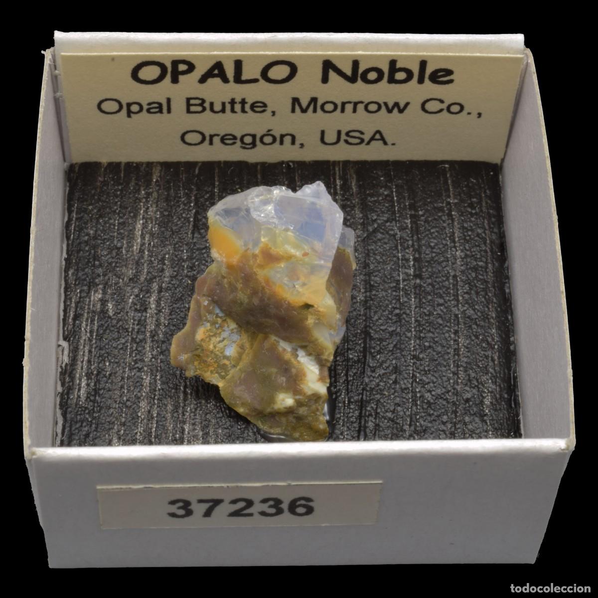 Coleccionismo de minerales: OPALO Noble (Opal Butte, Morrow Co., Oregon, USA) #37236
