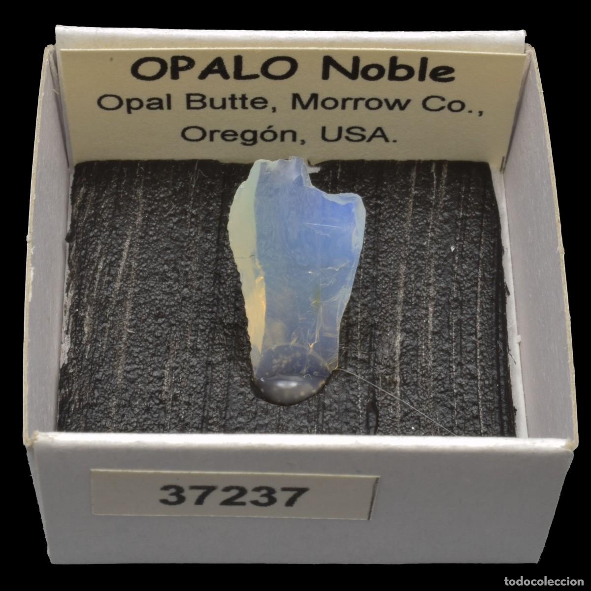 Coleccionismo de minerales: OPALO Noble (Opal Butte, Morrow Co., Oregon, USA) #37237