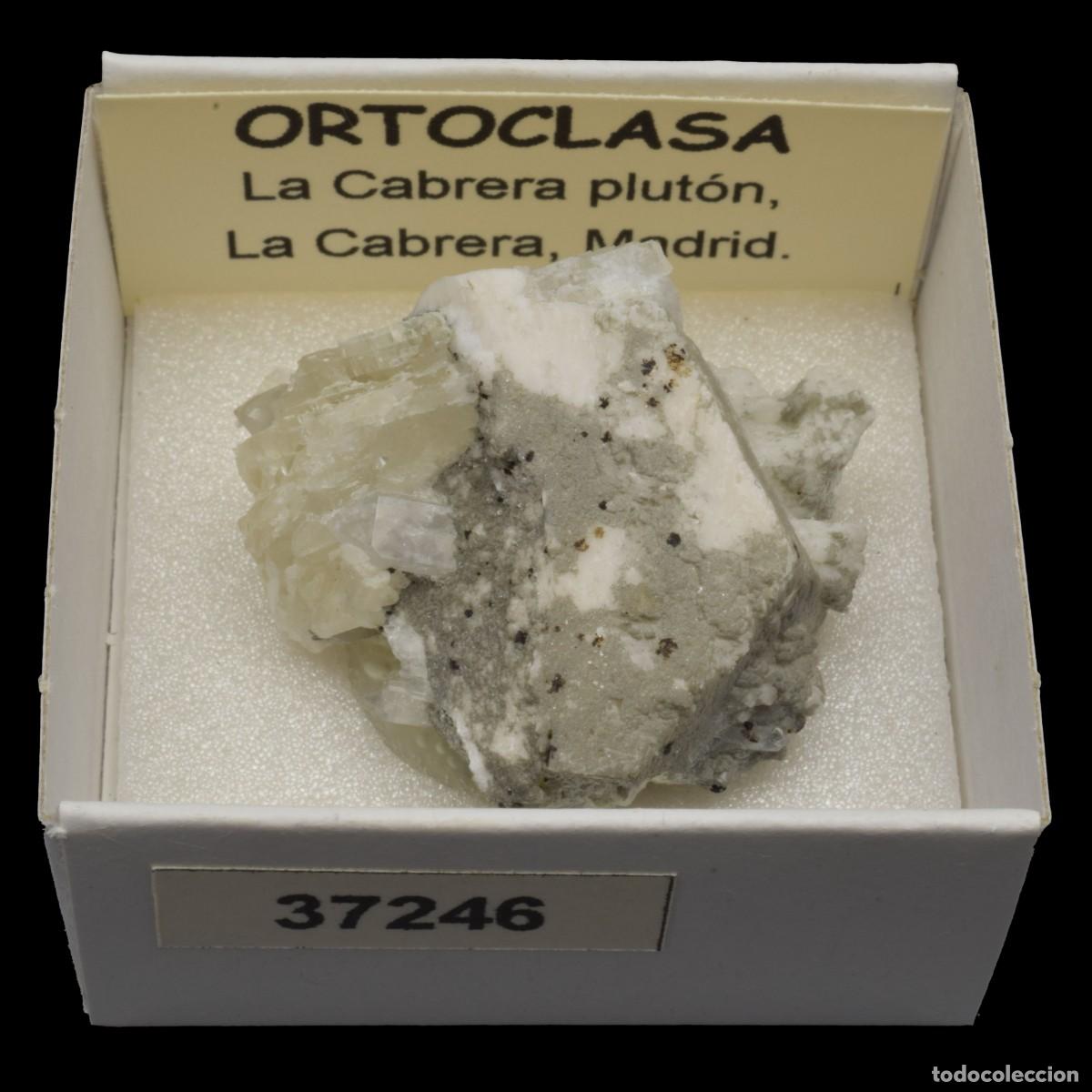 Coleccionismo de minerales: ORTOCLASA cristal (La Cabrera Pluton, La Cabrera, Madrid, Espa&ntilde;a) #37246