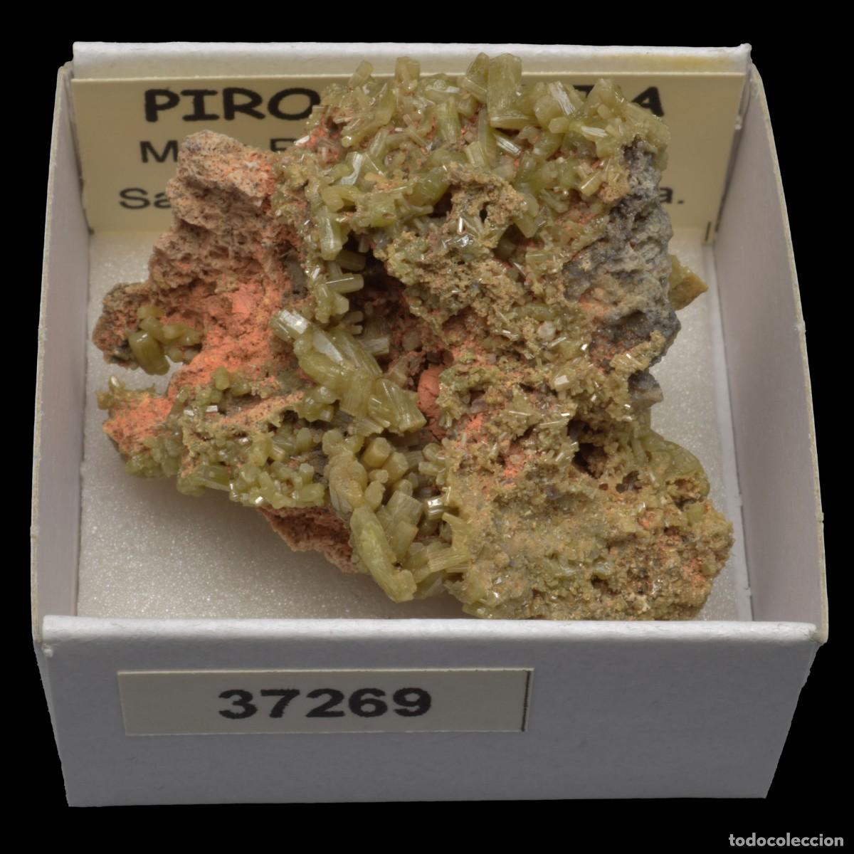Coleccionismo de minerales: PIROMORFITA (Mina Resuperferolitica, Santa Eufemia, Cordoba, Espa&ntilde;a) #37269