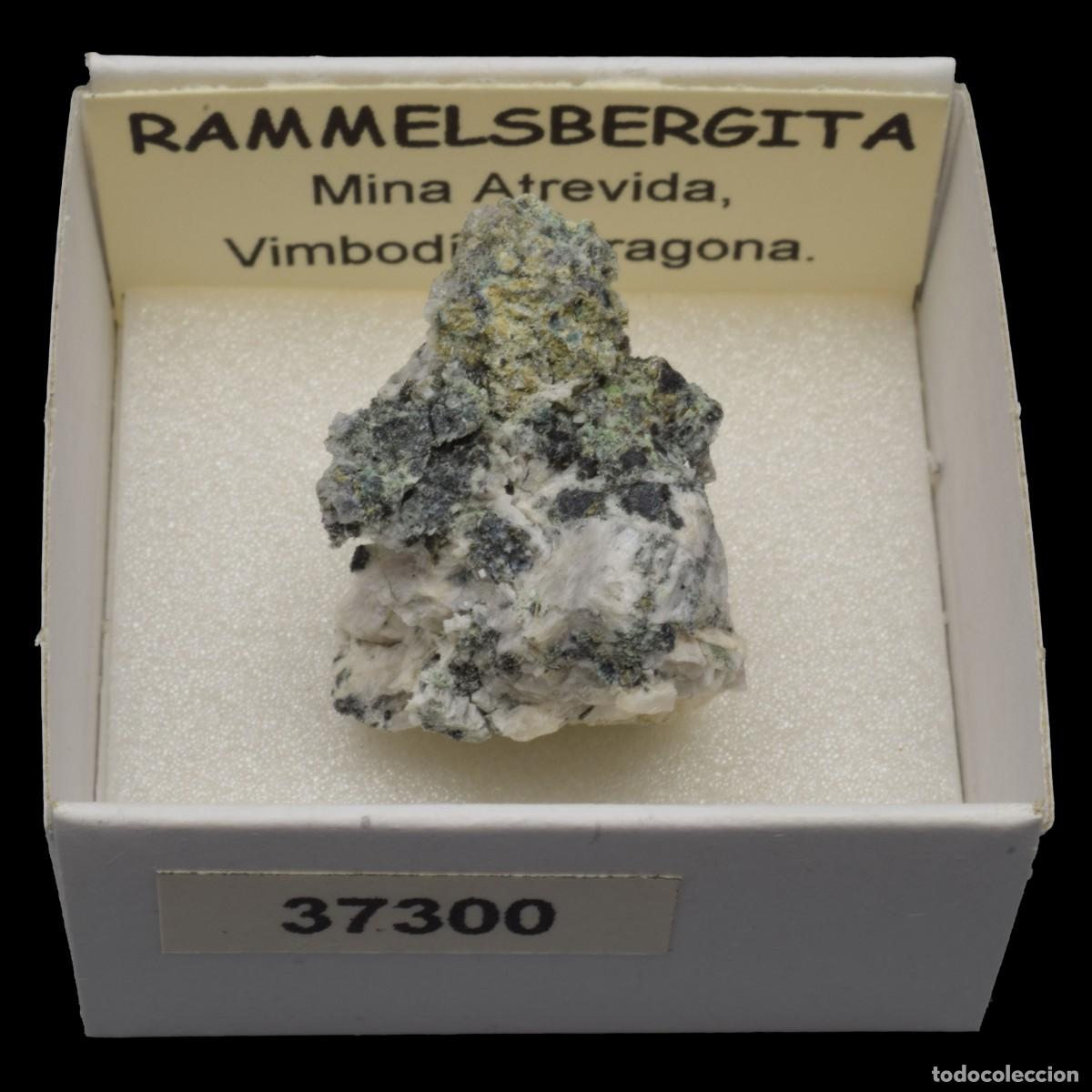 Collectionnisme de min&eacute;raux: RAMMELSBERGITA (Mina Atrevida, Vimbodi, Tarragona, Espa&ntilde;a) #37300