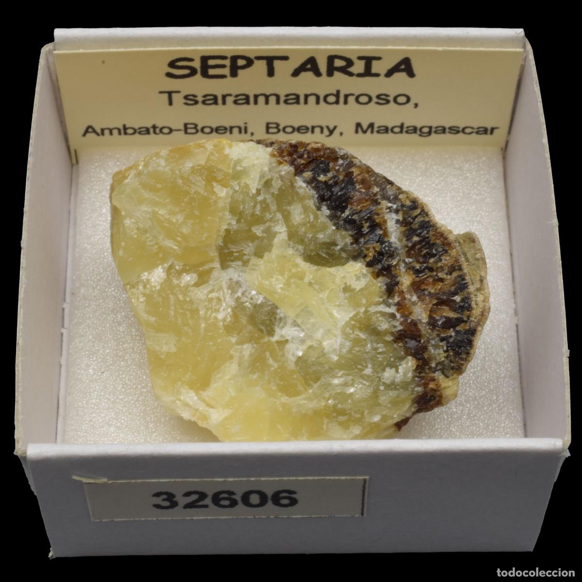 Coleccionismo de minerales: SEPTARIA (Tsaramandroso, Ambato-Boeni, Boeny, Madagascar) #32606