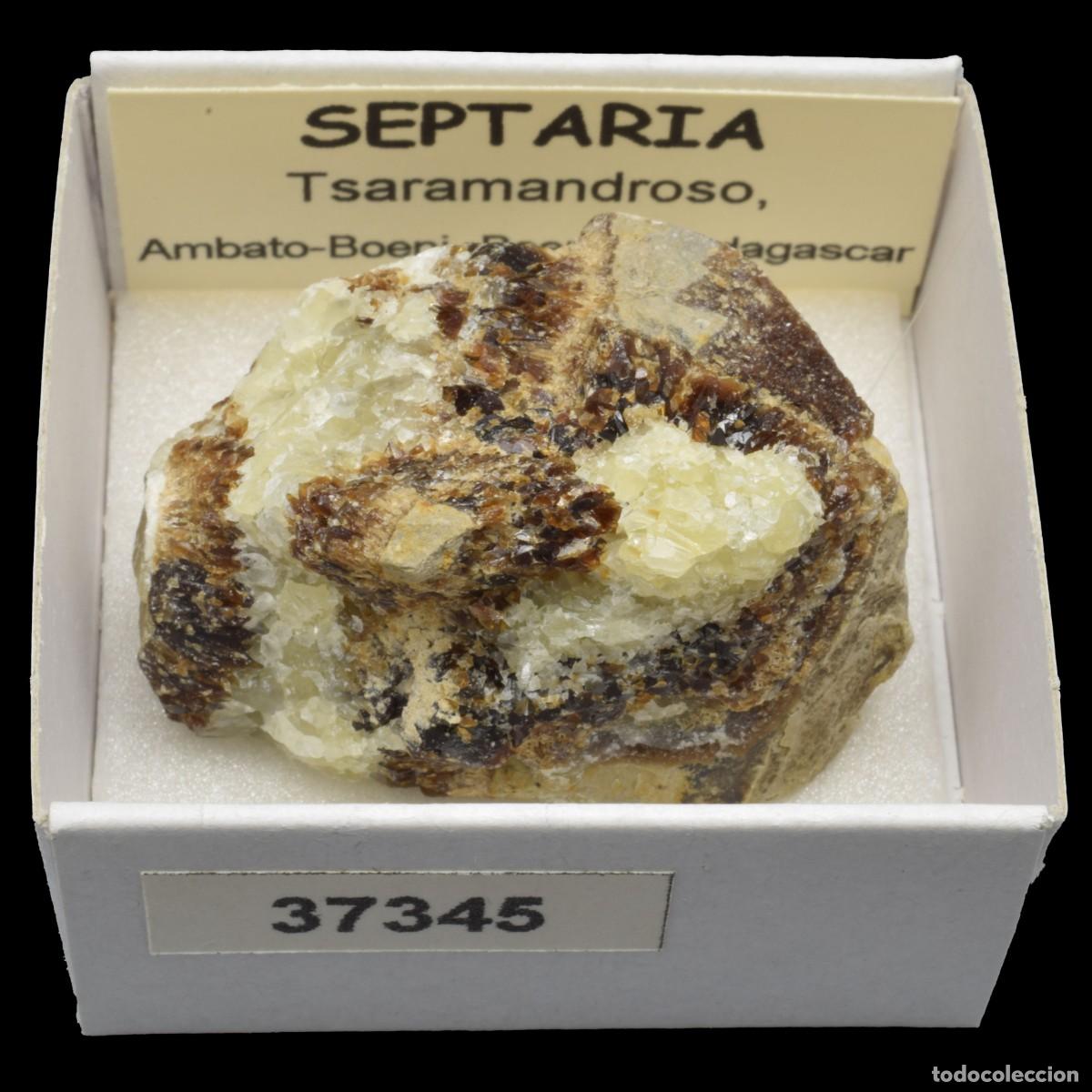 Coleccionismo de minerales: SEPTARIA (Tsaramandroso, Ambato-Boeni, Boeny, Madagascar) #37345