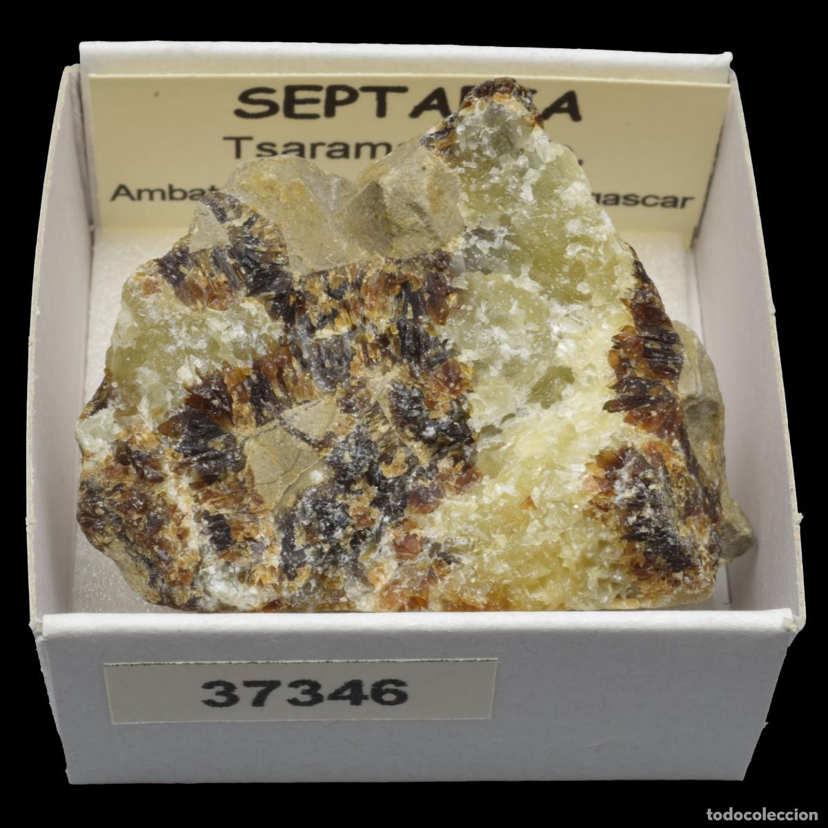 Coleccionismo de minerales: SEPTARIA (Tsaramandroso, Ambato-Boeni, Boeny, Madagascar) #37346
