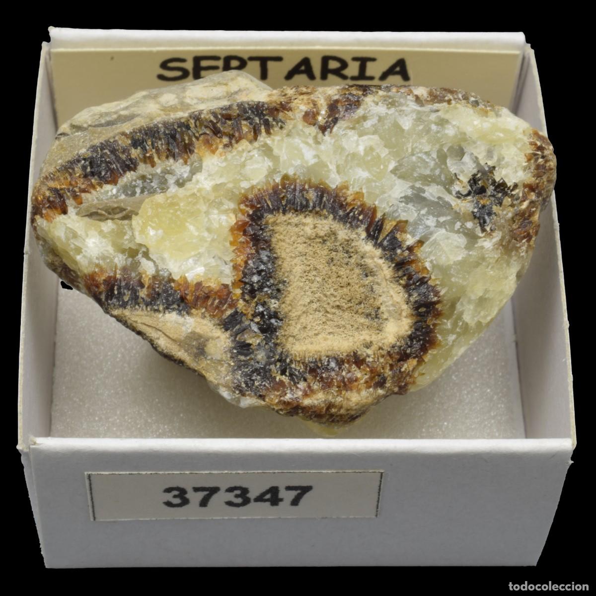 Coleccionismo de minerales: SEPTARIA (Tsaramandroso, Ambato-Boeni, Boeny, Madagascar) #37347