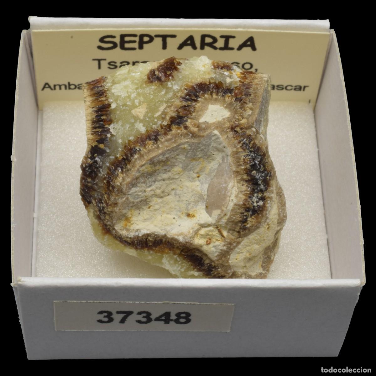 Coleccionismo de minerales: SEPTARIA (Tsaramandroso, Ambato-Boeni, Boeny, Madagascar) #37348