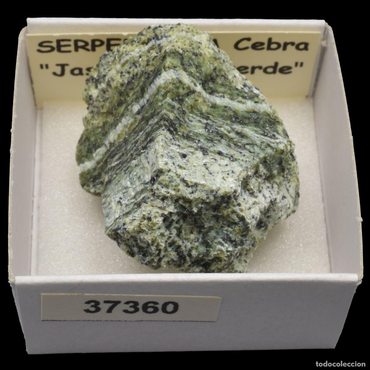 Sammlung von Mineralien: SERPENTINA Cebra &rdquo;Jaspe cebra verde&rdquo; (Brasil) #37360