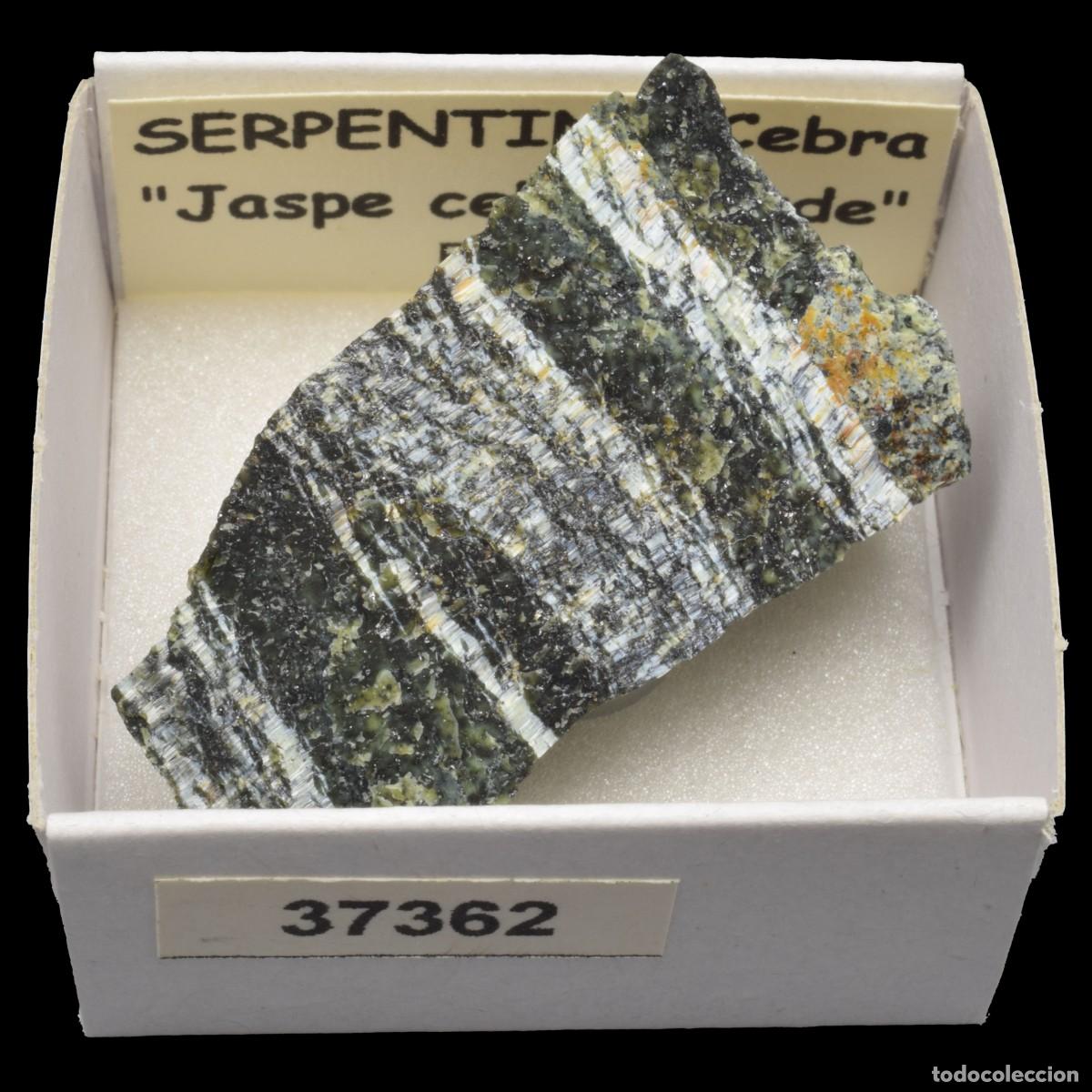 Sammlung von Mineralien: SERPENTINA Cebra &rdquo;Jaspe cebra verde&rdquo; (Brasil) #37362