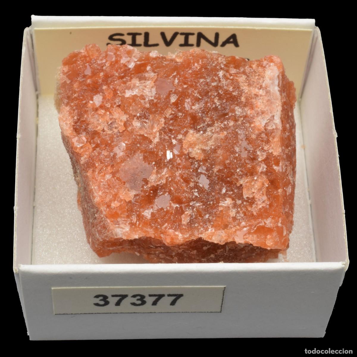 Coleccionismo de minerales: SILVINA (Mines de Potasa, Suria, Barcelona, Espa&ntilde;a) #37377