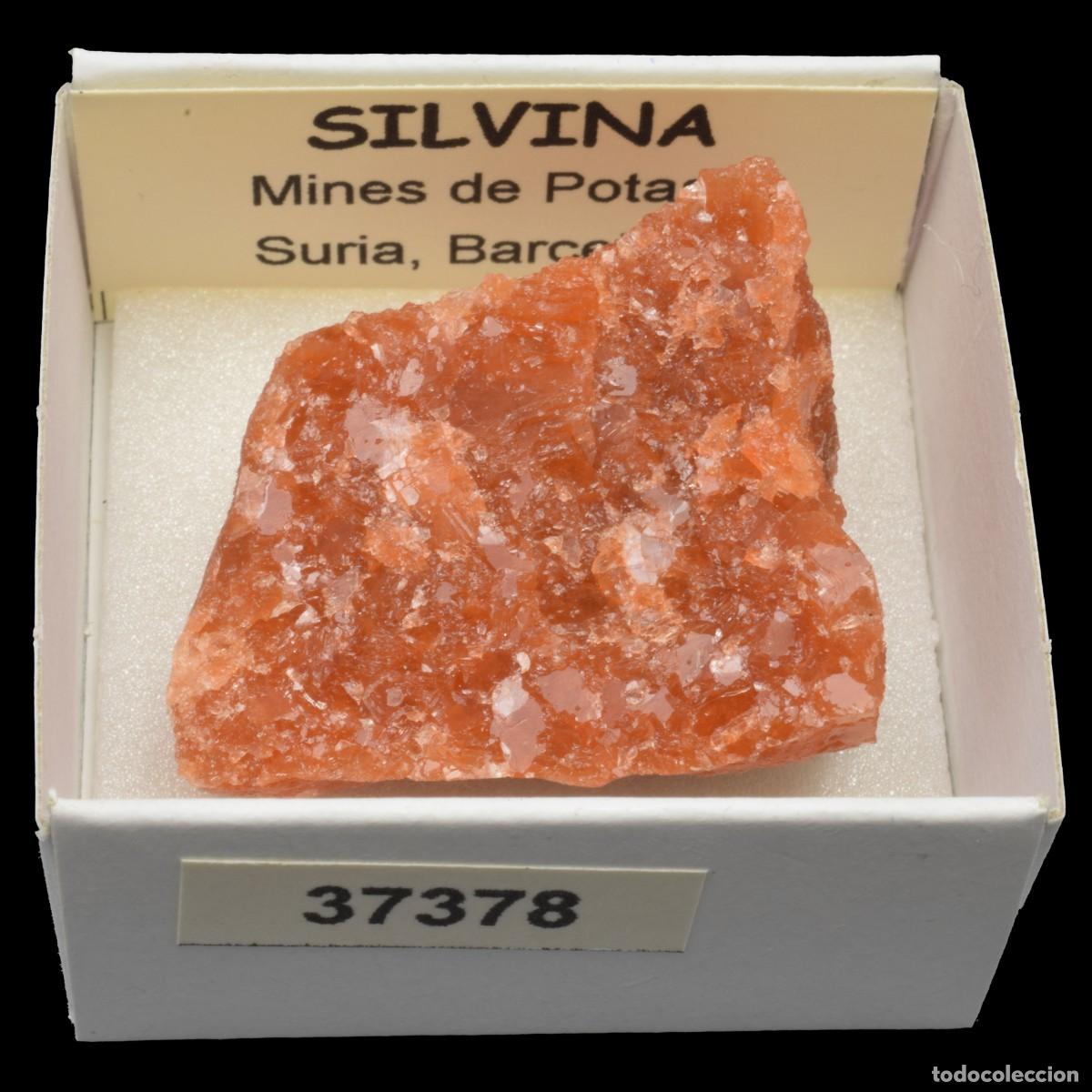 Coleccionismo de minerales: SILVINA (Mines de Potasa, Suria, Barcelona, Espa&ntilde;a) #37378