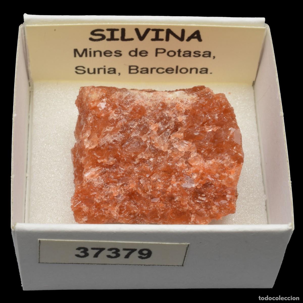 Coleccionismo de minerales: SILVINA (Mines de Potasa, Suria, Barcelona, Espa&ntilde;a) #37379