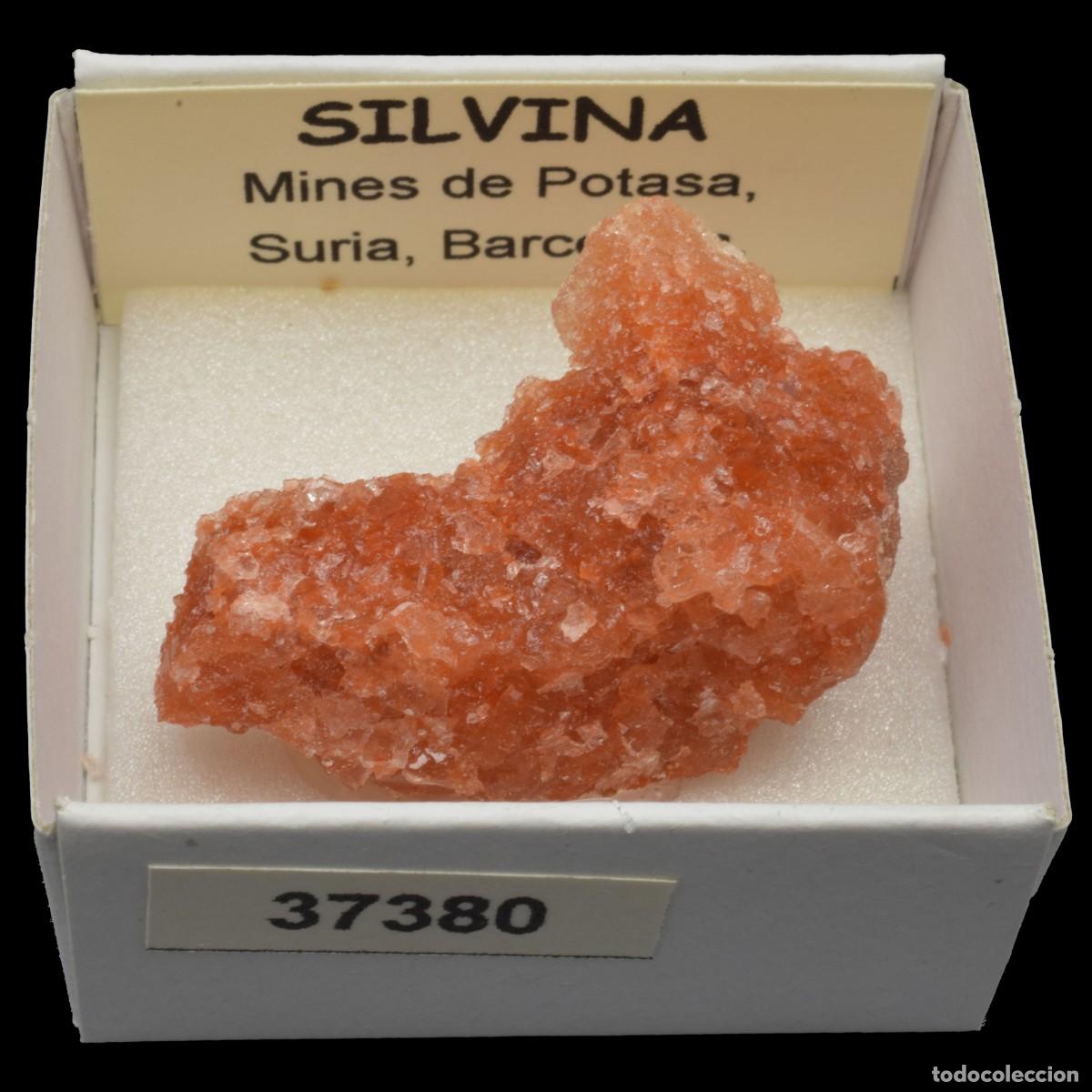 Collectionnisme de min&eacute;raux: SILVINA (Mines de Potasa, Suria, Barcelona, Espa&ntilde;a) #37380