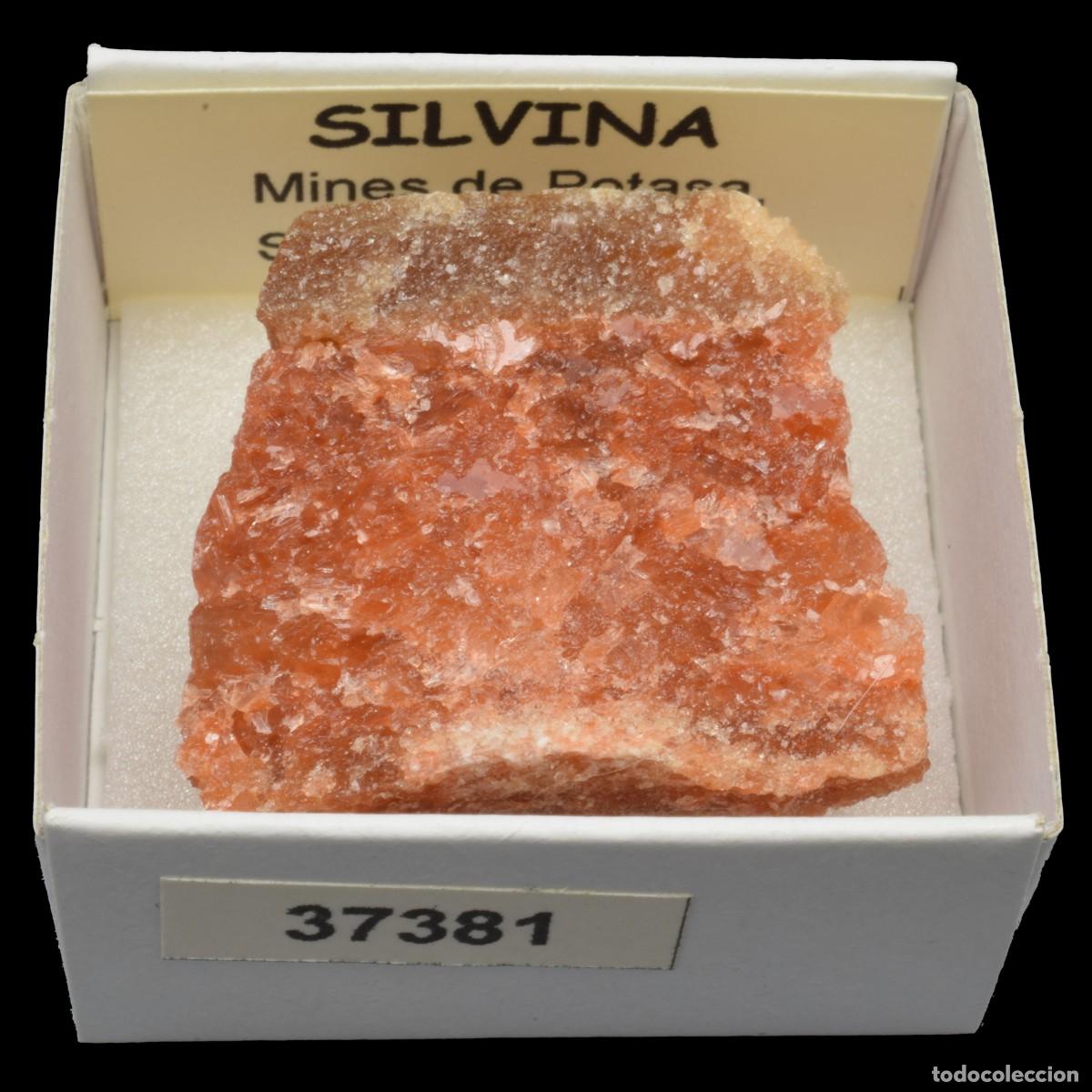 Collectionnisme de min&eacute;raux: SILVINA (Mines de Potasa, Suria, Barcelona, Espa&ntilde;a) #37381