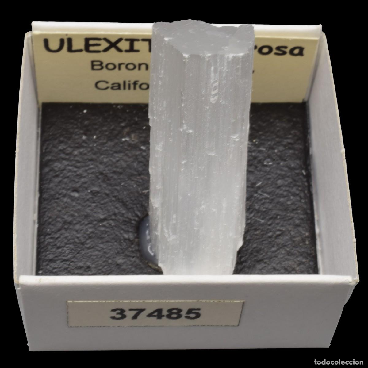 Coleccionismo de minerales: ULEXITA Fibrosa (Boron, Kern Co., California, USA) #37485