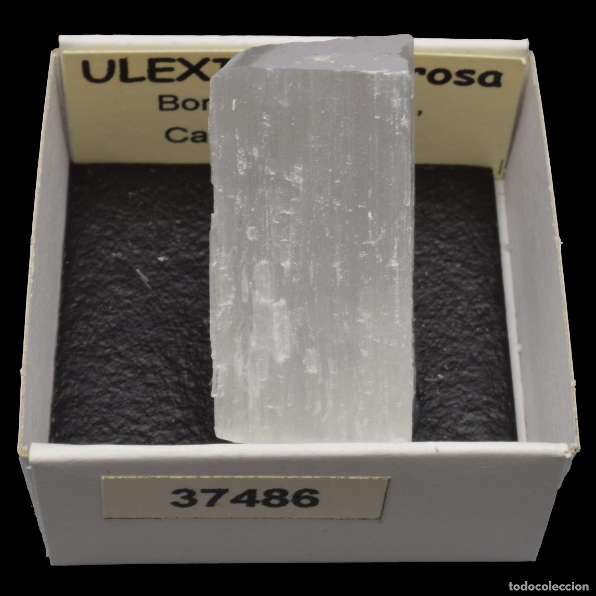 Coleccionismo de minerales: ULEXITA Fibrosa (Boron, Kern Co., California, USA) #37486
