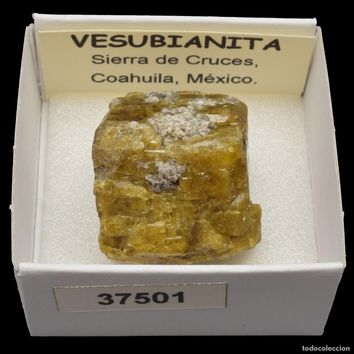 Collectionnisme de min&eacute;raux: VESUBIANITA Cristal (Sierra de Cruces, Coahuila, Mexico) #37501