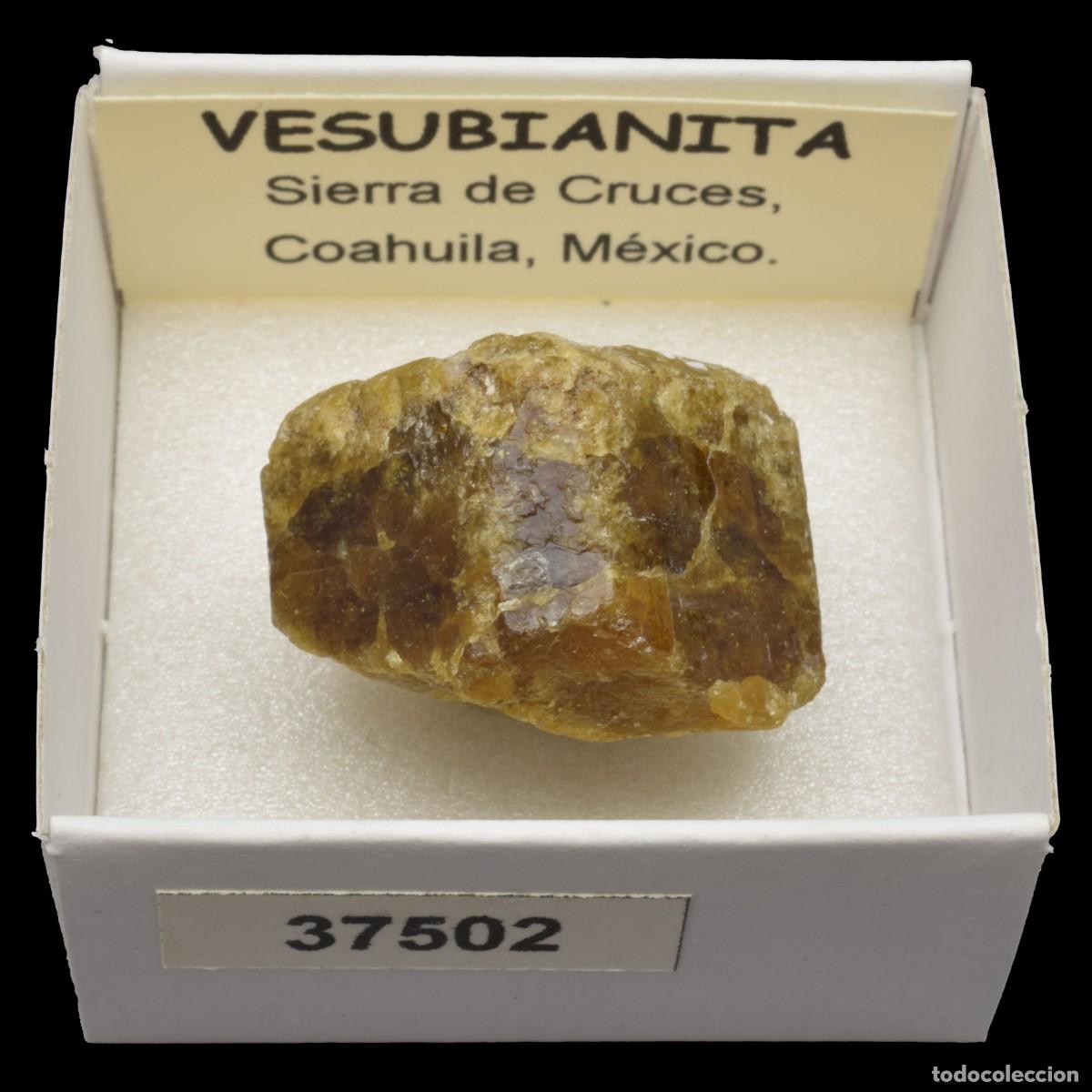Collectionnisme de min&eacute;raux: VESUBIANITA Cristal (Sierra de Cruces, Coahuila, Mexico) #37502
