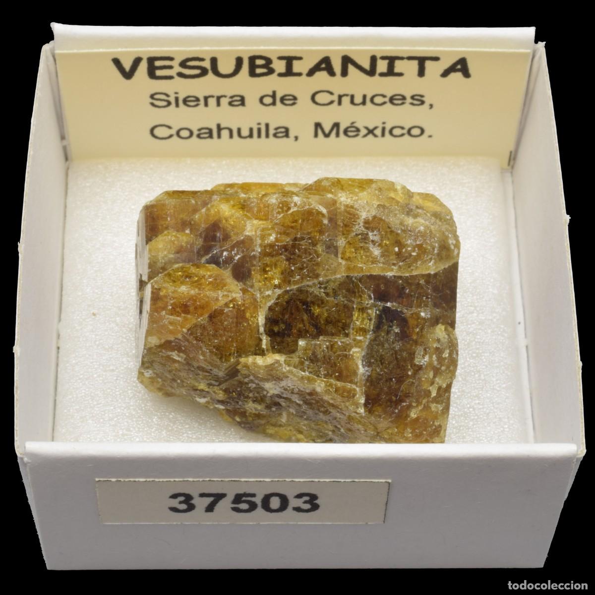 Collectionnisme de min&eacute;raux: VESUBIANITA Cristal (Sierra de Cruces, Coahuila, Mexico) #37503