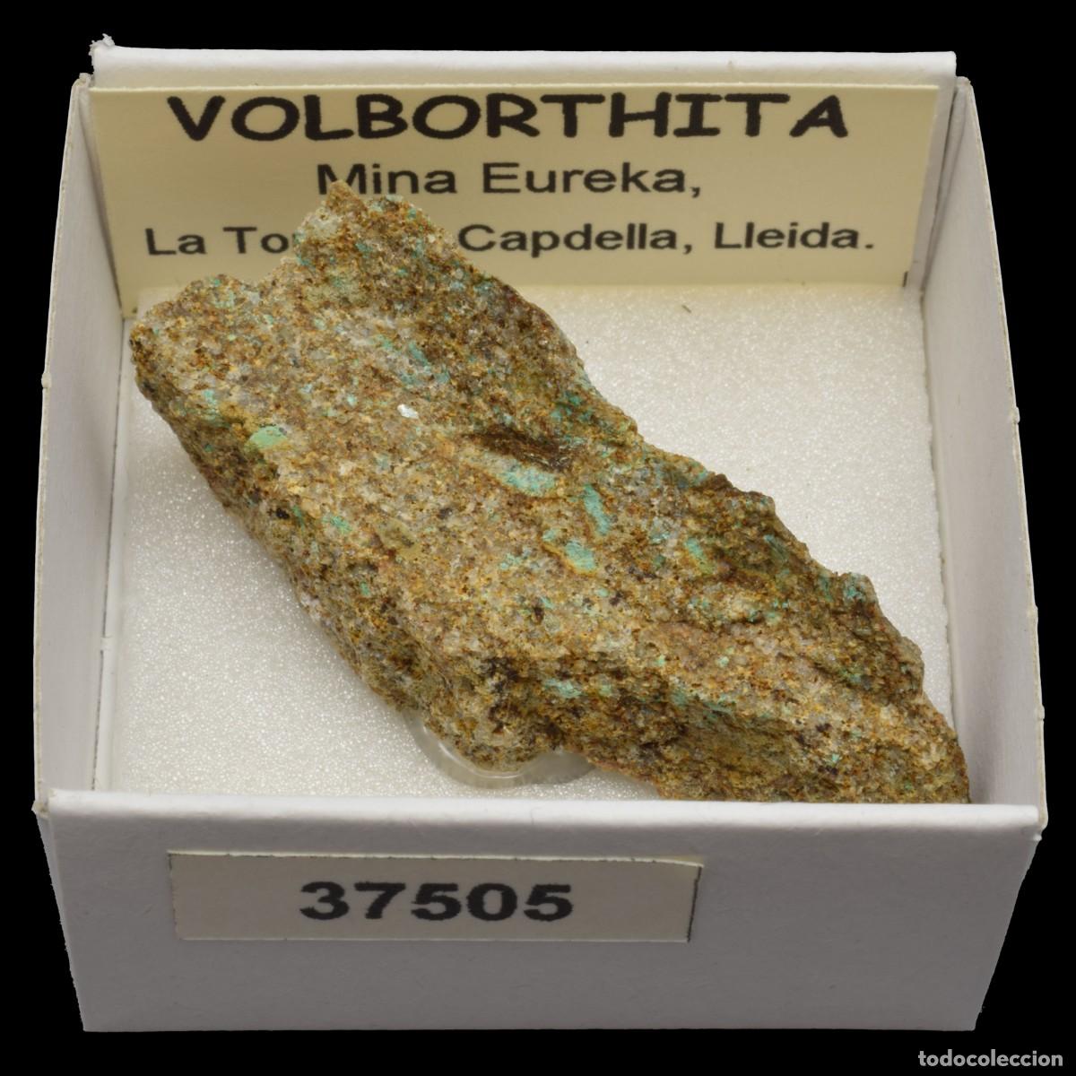 Collectionnisme de min&eacute;raux: VOLBORTHITA (Mina Eureka, La Torre de Capdella, Lleida, Espa&ntilde;a) #37505